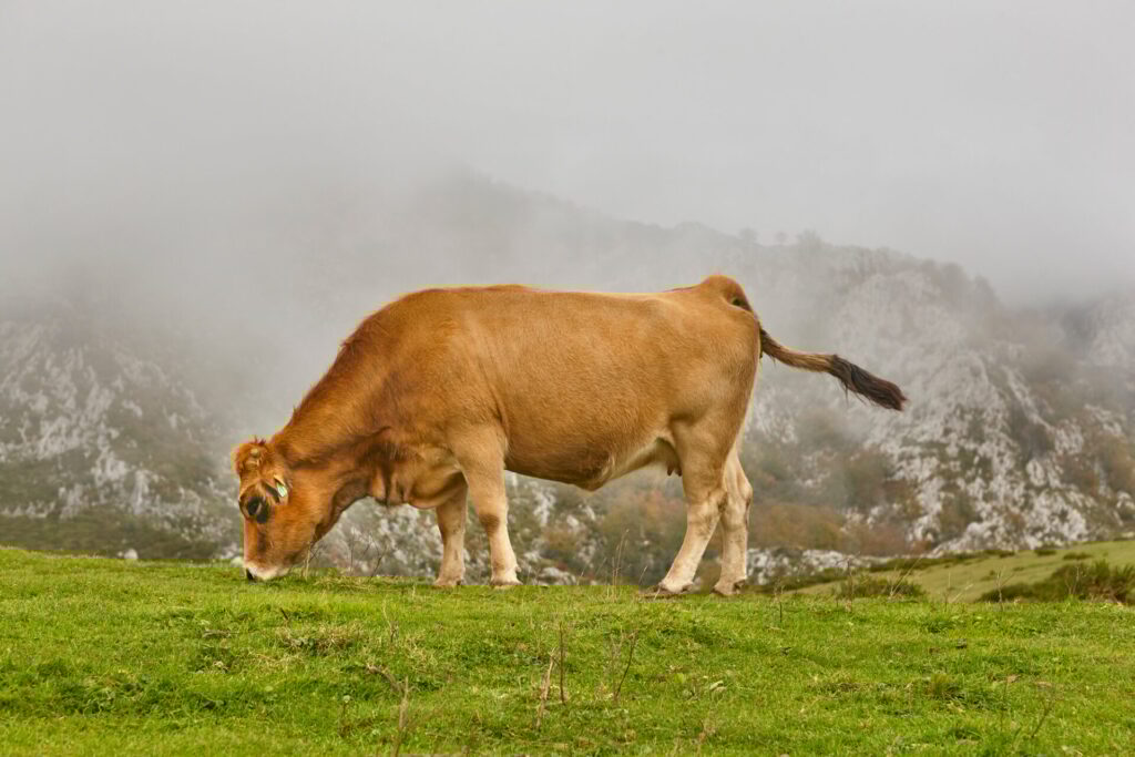 vaca asturianna. grazing in the countryside. Livestock farming. Asturias, Spain