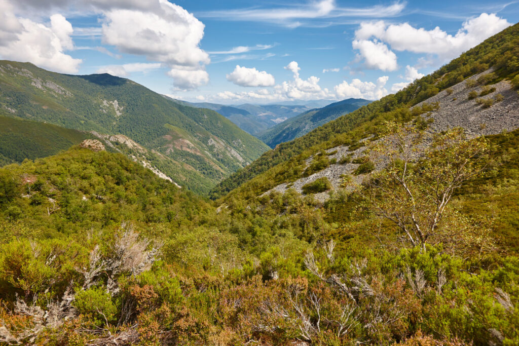 tree valley forest landscape in Asturias. Muniellos natural park