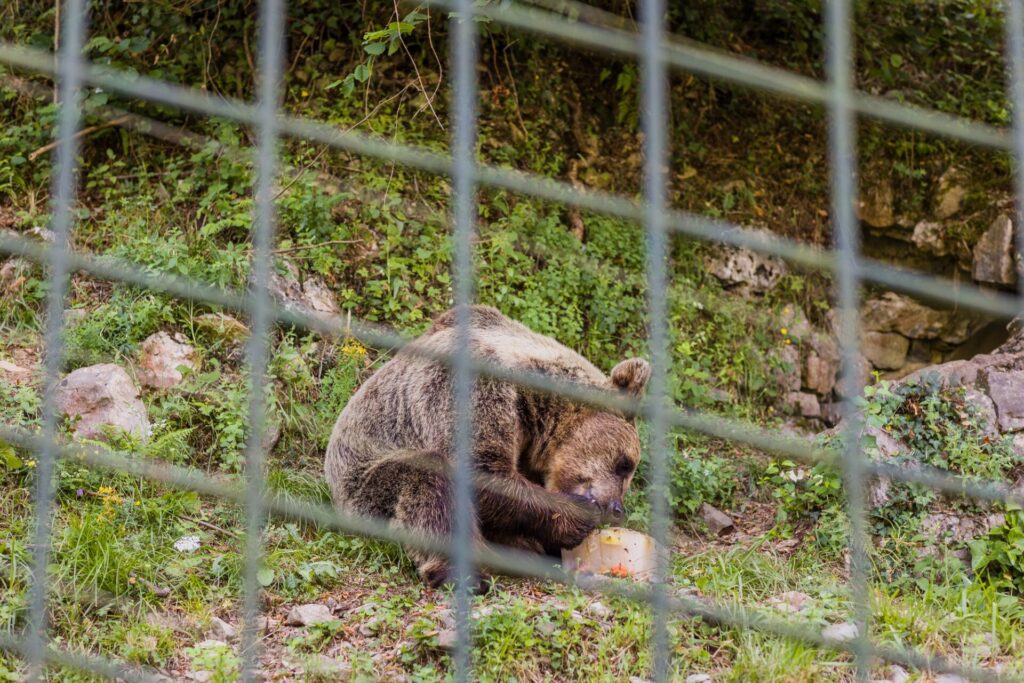 oso National park Brown bear eating in a zoo fence. Nature wildife conservation