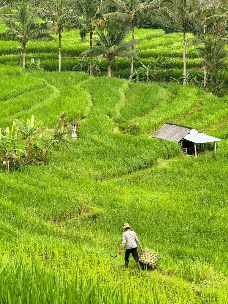 farmer with sicle in cropland