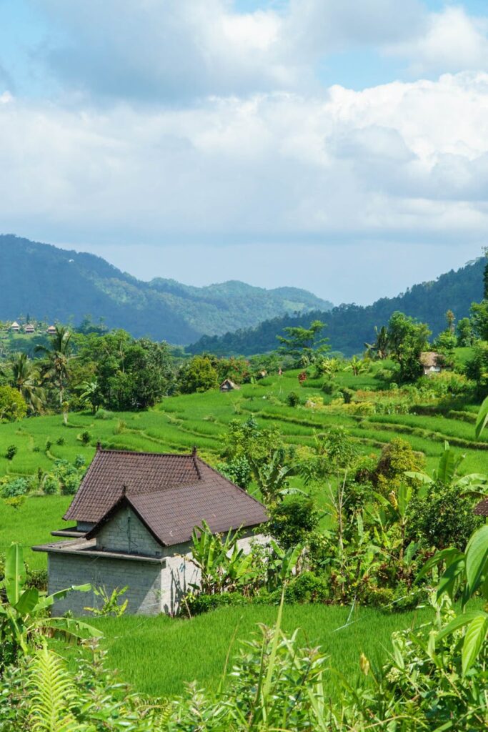 lush rice fields in bali with traditional hut