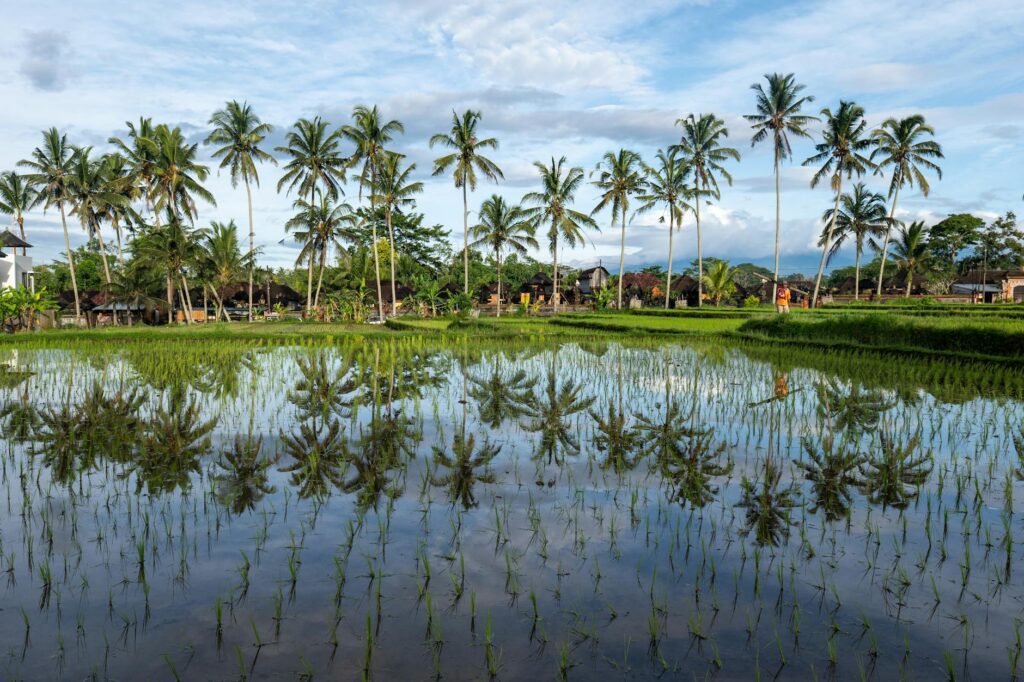 scenic bali rice paddies with palm reflections